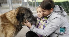 Nie kupuj, adoptuj! W Schronisku Promyk na nowy dom czeka ponad 200 zwierząt